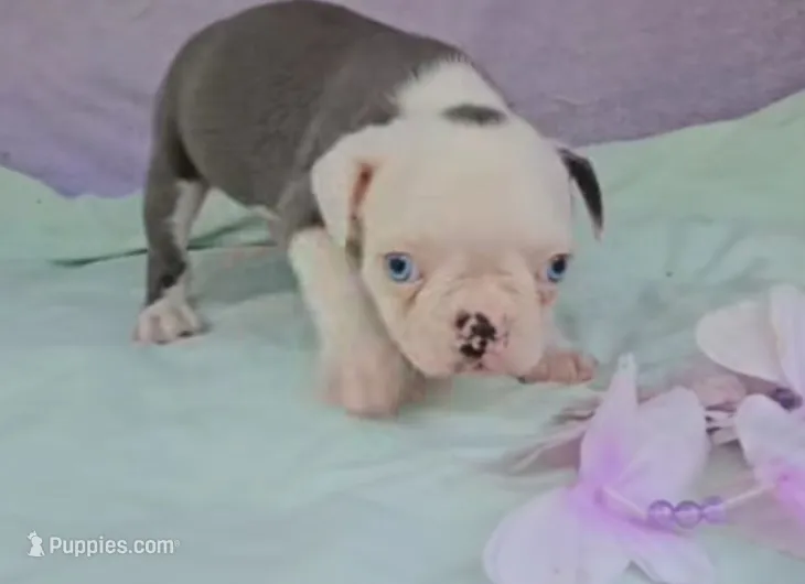Sinatra ( ole blue eyes ) – Boston Terrier puppy for sale in Oneida, NY