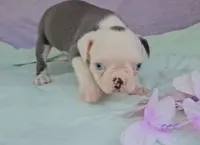 Sinatra ( ole blue eyes ), a male Boston Terrier for sale in Oneida, NY – 1 of 3
