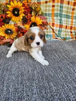 processed/f0609477-7c39-43df-b4f9-92a3c491799c/listing/c49ca7d3-cec9-457d-81eb-0bdf15b7ddb2/d91379ec-e484-4ebd-b75b-d505bce0ce52