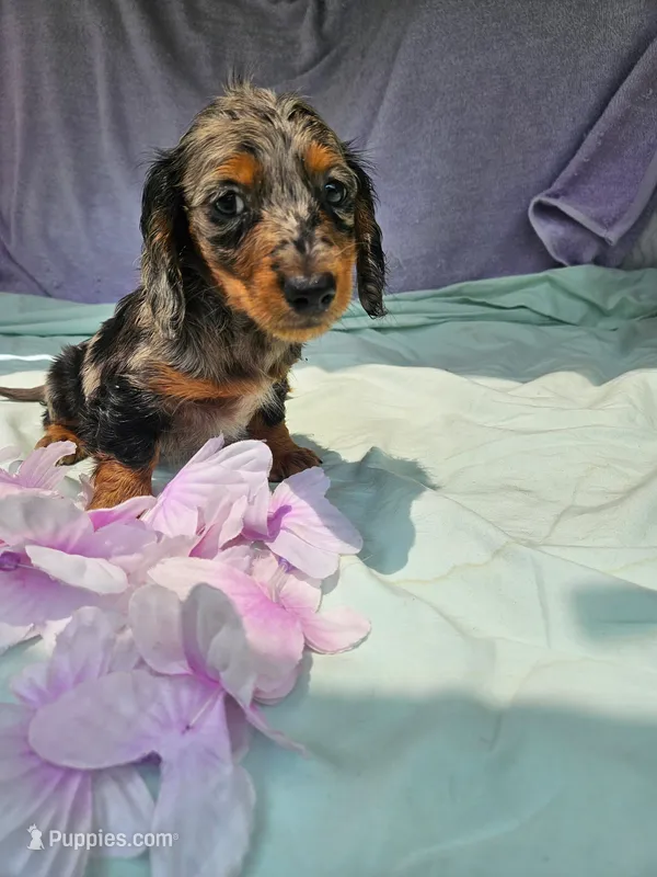Natalie , a female Miniature Dachshund for sale in Oneida, NY – 1 of 3