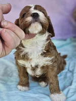 Sugar, a female Cavapoo for sale in Oneida, NY – Photo 1 of 2