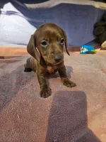 Ruby, a female Miniature Dachshund for sale in Oneida, NY – 1 of 4