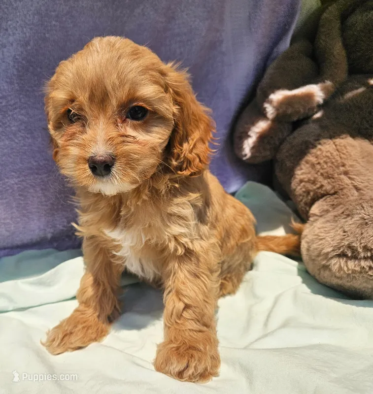 Laverne – Cavapoo puppy for sale in Oneida, NY