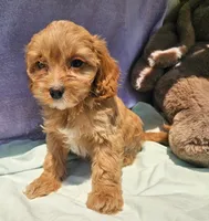 Laverne, a male Cavapoo for sale in Oneida, NY – 1 of 3