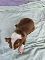 Smoochies, a female Boston Terrier for sale in Oneida, NY – 3 of 4