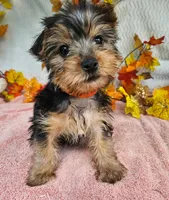 Jill , a male Yorkshire Terrier for sale in Oneida, NY – 2 of 3