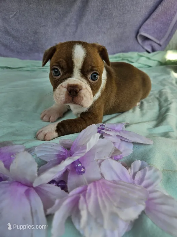 Sugars – Boston Terrier puppy for sale in Oneida, NY
