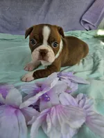 Sugars, a female Boston Terrier for sale in Oneida, NY – 1 of 3