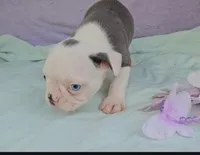 Sinatra ( ole blue eyes ), a male Boston Terrier for sale in Oneida, NY – 3 of 3