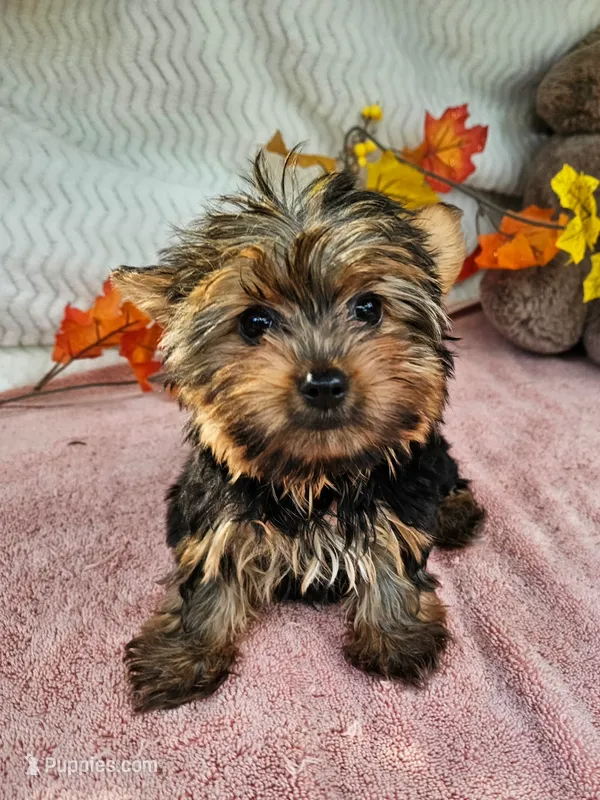 Star – Yorkshire Terrier puppy for sale in Oneida, NY