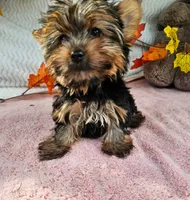 Star, a female Yorkshire Terrier for sale in Oneida, NY – 4 of 4