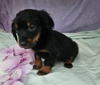 Nancy , a female Miniature Dachshund for sale in Oneida, NY – 2 of 3