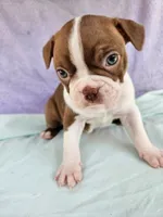 Rosie, a female Boston Terrier for sale in Oneida, NY – 3 of 3