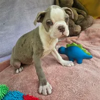 Dino, a male Boston Terrier for sale in Oneida, NY – 2 of 3