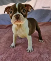 Roe , a male Boston Terrier for sale in Oneida, NY – 3 of 3