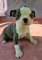 Sparkle, a female Boston Terrier for sale in Oneida, NY – 3 of 3