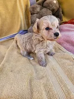 Mikey, a male Maltipoo for sale in Oneida, NY – 1 of 4