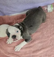 Drake , a male Boston Terrier for sale in Oneida, NY – 3 of 5