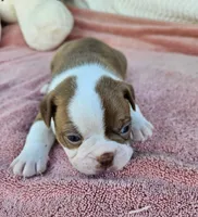 Red, a male Boston Terrier for sale in Oneida, NY – 5 of 5