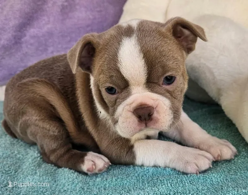 Sissy – Boston Terrier puppy for sale in Oneida, NY