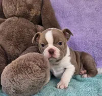 Sissy, a female Boston Terrier for sale in Oneida, NY – Photo 2 of 2