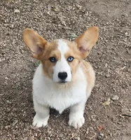 Petey, a male Pembroke Welsh Corgi for sale in Oneida, NY – 2 of 2