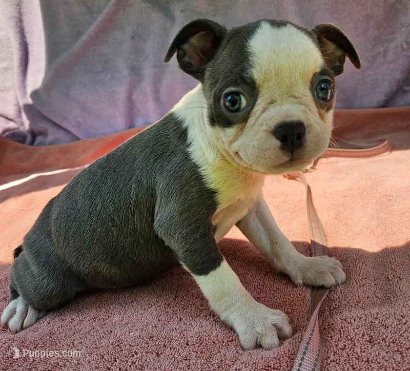 Sparkle – Boston Terrier puppy for sale in Oneida, NY