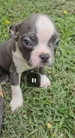 Steel, a male Boston Terrier for sale in Oneida, NY – 2 of 4