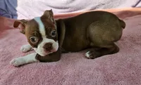 Rory, a male Boston Terrier for sale in Oneida, NY – 3 of 4
