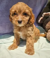 Laverne, a male Cavapoo for sale in Oneida, NY – 2 of 3