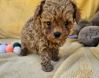 Blaze , a male Maltipoo for sale in Oneida, NY – 3 of 3