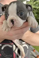 ZIG, a male Boston Terrier for sale in Oneida, NY – 3 of 3