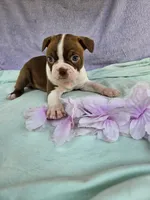 Hugs, a female Boston Terrier for sale in Oneida, NY – 2 of 3