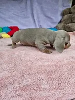 Milly, a female Miniature Dachshund for sale in Oneida, NY – 4 of 4