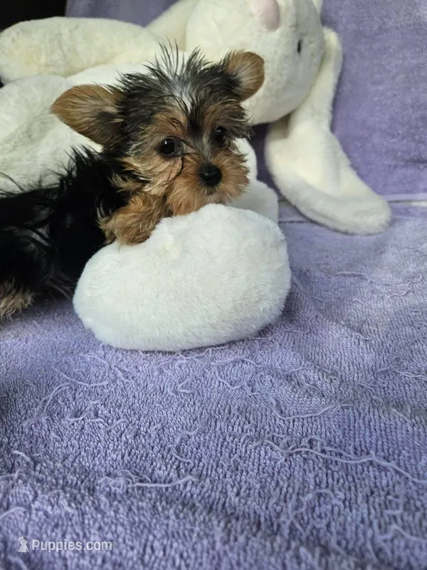 Patty – Yorkshire Terrier puppy for sale in Oneida, NY