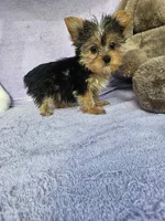 Patty, a female Yorkshire Terrier for sale in Oneida, NY – Photo 2 of 5