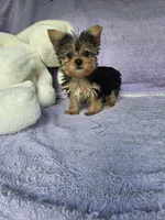 Patty, a female Yorkshire Terrier for sale in Oneida, NY – Photo 4 of 5