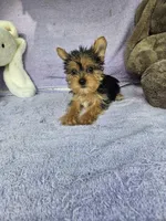 Patty, a female Yorkshire Terrier for sale in Oneida, NY – Photo 5 of 5