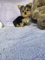 Patty, a female Yorkshire Terrier for sale in Oneida, NY – Photo 3 of 5