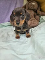 Nathan , a male Miniature Dachshund for sale in Oneida, NY – 5 of 5