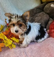 Stan, a male Yorkshire Terrier for sale in Oneida, NY – 3 of 3