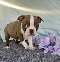 Benny, a male Boston Terrier for sale in Oneida, NY – Photo 1 of 2