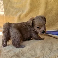 Marvin, a male Maltipoo for sale in Oneida, NY – 4 of 4