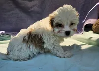 Jimmie , a male Cavapoo for sale in Oneida, NY – 3 of 4