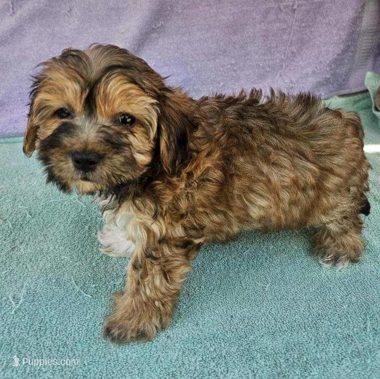 Tom  – Morkie puppy for sale in Oneida, NY