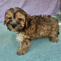 Tom , a male Morkie for sale in Oneida, NY – Photo 1 of 3