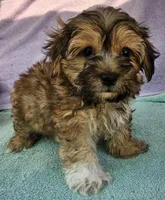 Tom , a male Morkie for sale in Oneida, NY – Photo 2 of 3