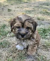 Tom , a male Morkie for sale in Oneida, NY – Photo 3 of 3
