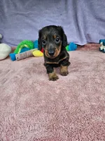 Davy, a male Miniature Dachshund for sale in Oneida, NY – 5 of 5