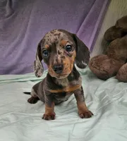 Natalia , a female Miniature Dachshund for sale in Oneida, NY – 3 of 4